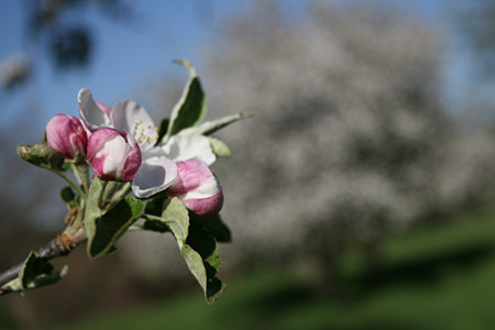 Our apple orchards are the most beautiful place to be on April afternoons