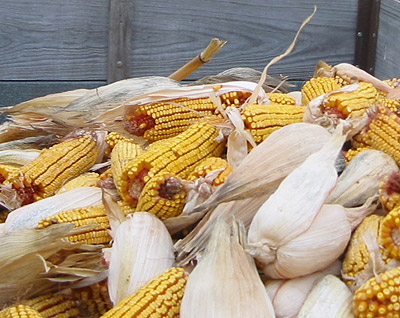 Freshly-picked open-pollinated corn fills a wagon, November 2004.