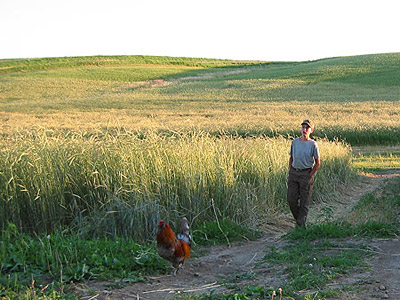 Daniel in the rye field