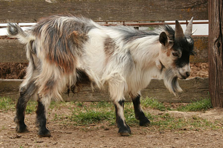 The fuzzy pygmy billy, Buckwheat