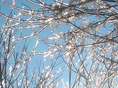 Gloriously glittering trees