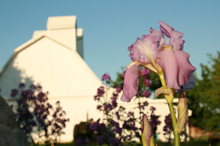 Old-fashioned iris in front of the corncrib