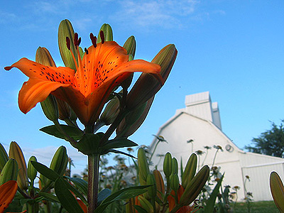 A tiger lily in front of the Paul's Grains corn crib.