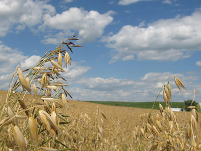 The oat field in mid-July