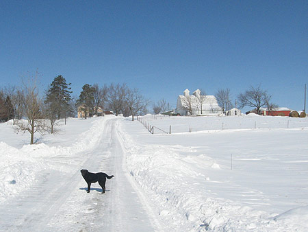 Patience guards our driveway, January 2008