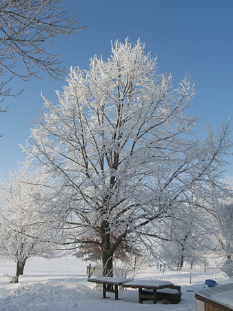 Frosty white world