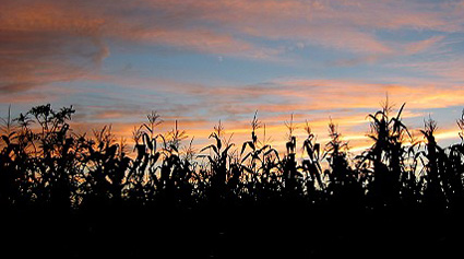 Sunset behind the corn field, August 2004.