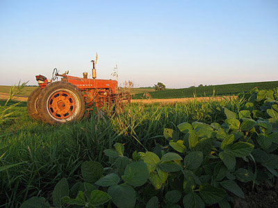 Soybeans and Farmall 400, mid-July