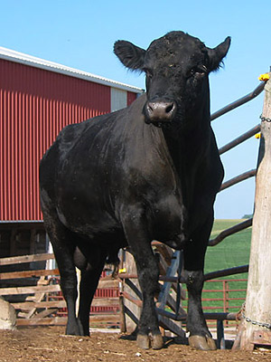 One of our bulls, August 2006
