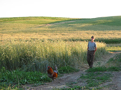Daniel in the rye field