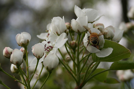 Susanna's bees enjoy making honey from these ornamental pear blossoms
