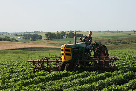 Cultivating soybeans, July 2008