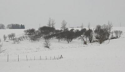 One of our apple orchards, January 2007