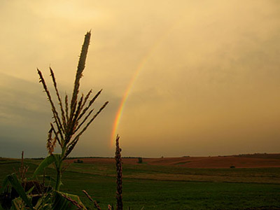 Rainbow and corn tassels