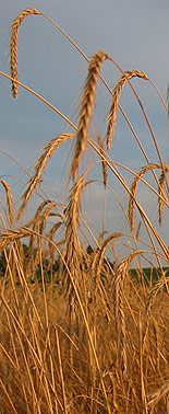 Paul's Grains rye field, July 2006